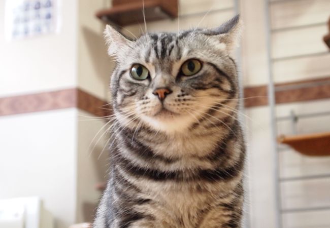 猫カフェ れおん クチコミ アクセス 営業時間 横浜 フォートラベル