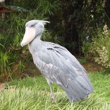 イチオシ、ハシビロコウ。