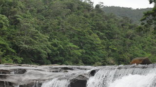 浦内川マングローブクルーズ