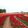 チューリップ園