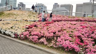 天王寺唯一の緑のスポット？　季節の花が美しい