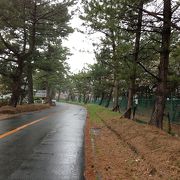 東海道のどまんなか宿場町、松並木が圧巻