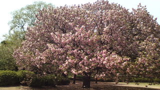 まさに都心のオアシス！