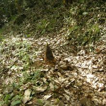 遊歩道の真ん中に。