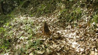 やっと開通　三次から三刀屋まで自動車道