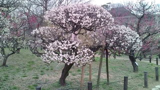 梅林がおすすめ