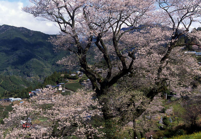 ひょうたん桜公園 クチコミ アクセス 営業時間 天狗高原周辺 フォートラベル ひょうたん桜公園 クチコミ アクセス 営業時間 天狗高原周辺 フォートラベル