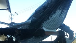 外観から鯨でした