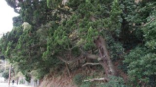 国の天然記念物。