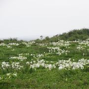 4月は白いユリの花が沢山咲いていました