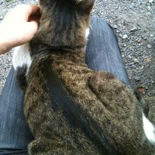 膝に乗ってきた、人懐こい！かわゆい！