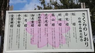 桜の季節にどうぞ