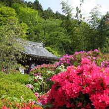 山門近くの前栽