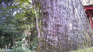 神聖なる場所にある大木。