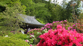 百花繚乱～いつ行く？☆今でしょ！～