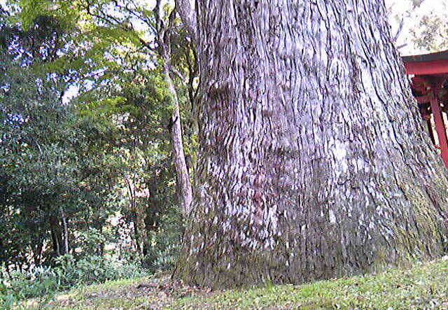 神聖なる場所にある大木。