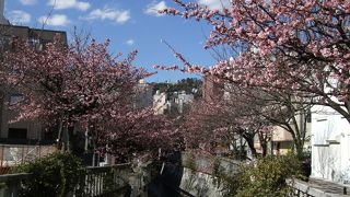 あたみ桜という早咲きの桜