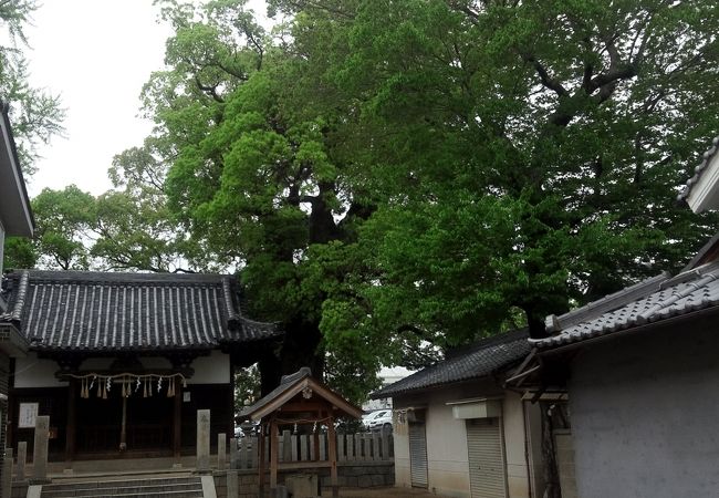 神社には、巨大な楠木の御神木があります