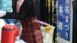 糸川さくらまつり