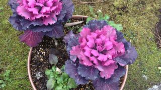 澤田政廣さん？