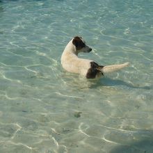 犬も暑いようで、何度も泳いでいました