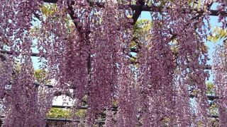 曼陀羅寺ふじ祭り