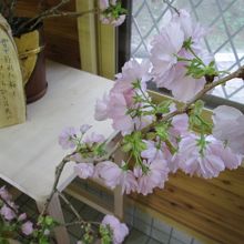 桜の季節にはこんな桜が咲くようです。売店で一足早い桜です。