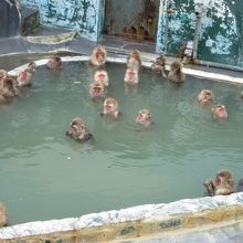 温泉に入るサル