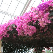 温室のブーゲンビリア