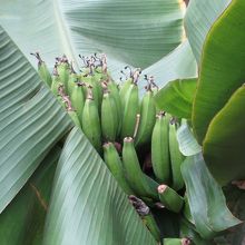 温室のバナナ