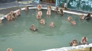 温泉に入っているサルを見に行こう（冬限定？）