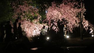 好古園夜桜会