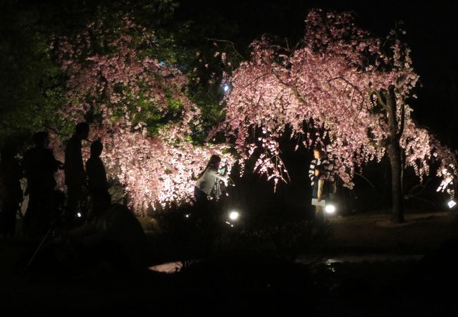 好古園夜桜会