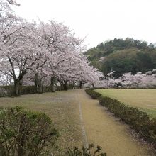 美しく桜が植えられています