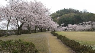 桜の名所でもある市民の憩いの公園