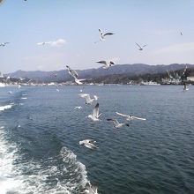 港をバックに海鳥が一杯の海景色を楽しめます。