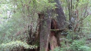 転生を三度繰り返した、杉の生命力はたくましい