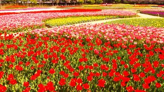 桜＆チューリップの時期最高！！