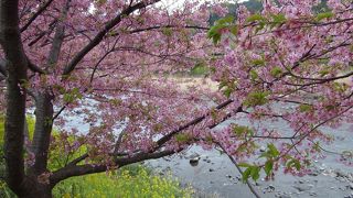 一足早い桜が楽しめます