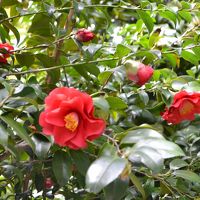 見事な椿です｡