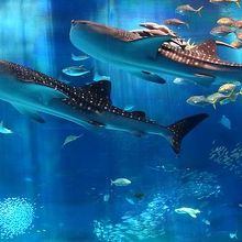 世界最大のジンベイザメ、ビッグな水族館で沖縄のウミを体感！