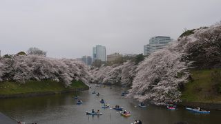 桜の花見に行きました