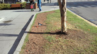 お土産も食事もカフェも何でもそろうストリート