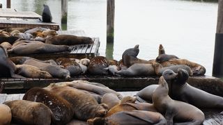 名物のあしかをここで見学　