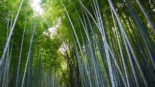 見蕩れるほどの竹林