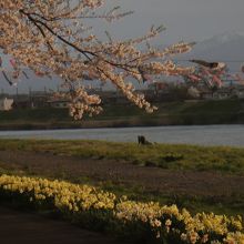 こいのぼりと北上川と桜