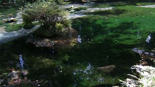 水の透明度が半端なかったです