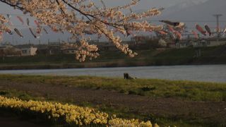 北上川沿いに咲く桜の道