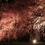 幽玄の桜　二条城ライトアップ
