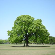 この木なんの木？ｗ